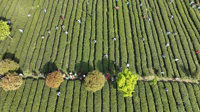 包含大阪樱花在激烈比拼中成功晋级，达成掌声，表现亮眼的词条
