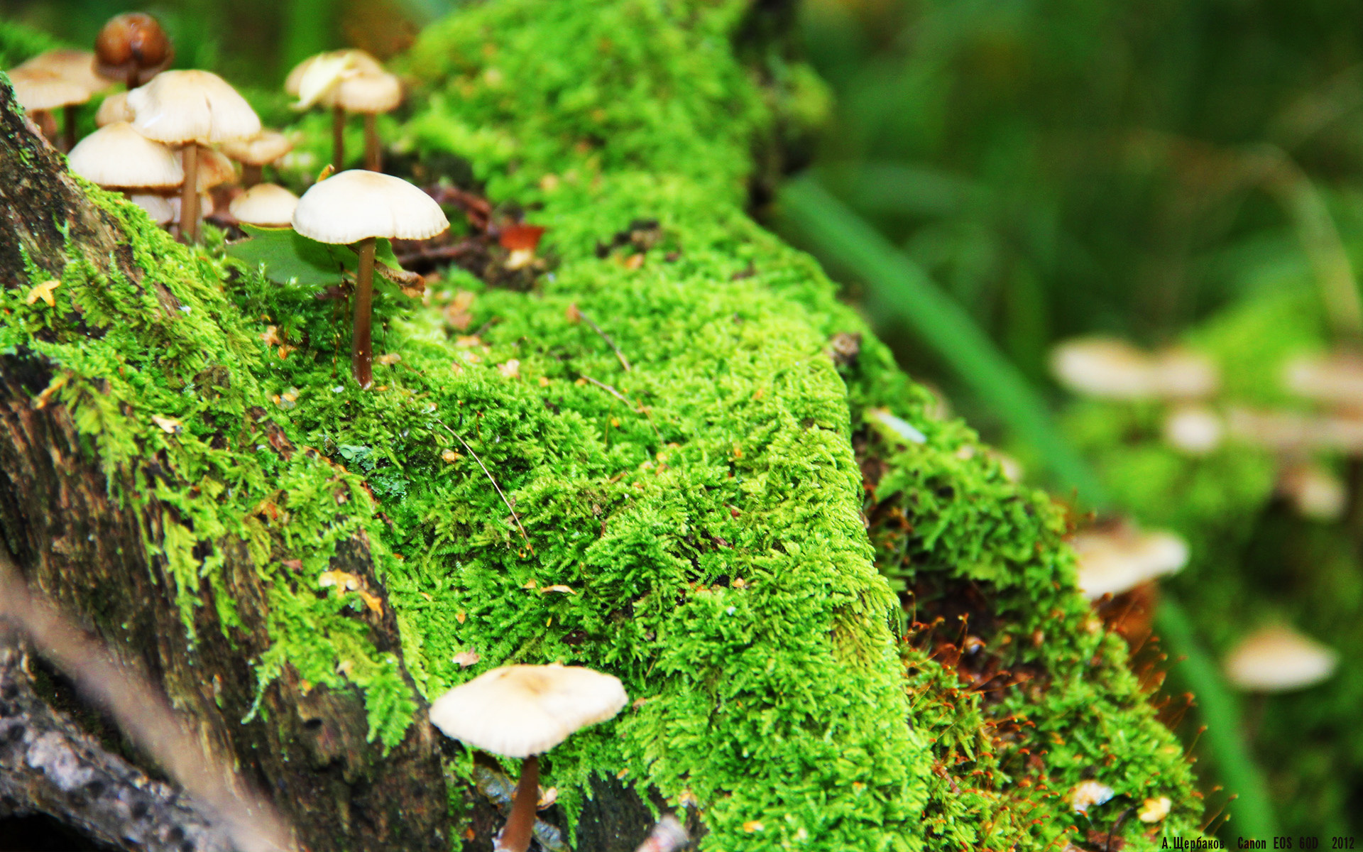 死神降临！杜兰特孤注一掷点燃赛场，骑士鏖战决胜局惊险鹈航