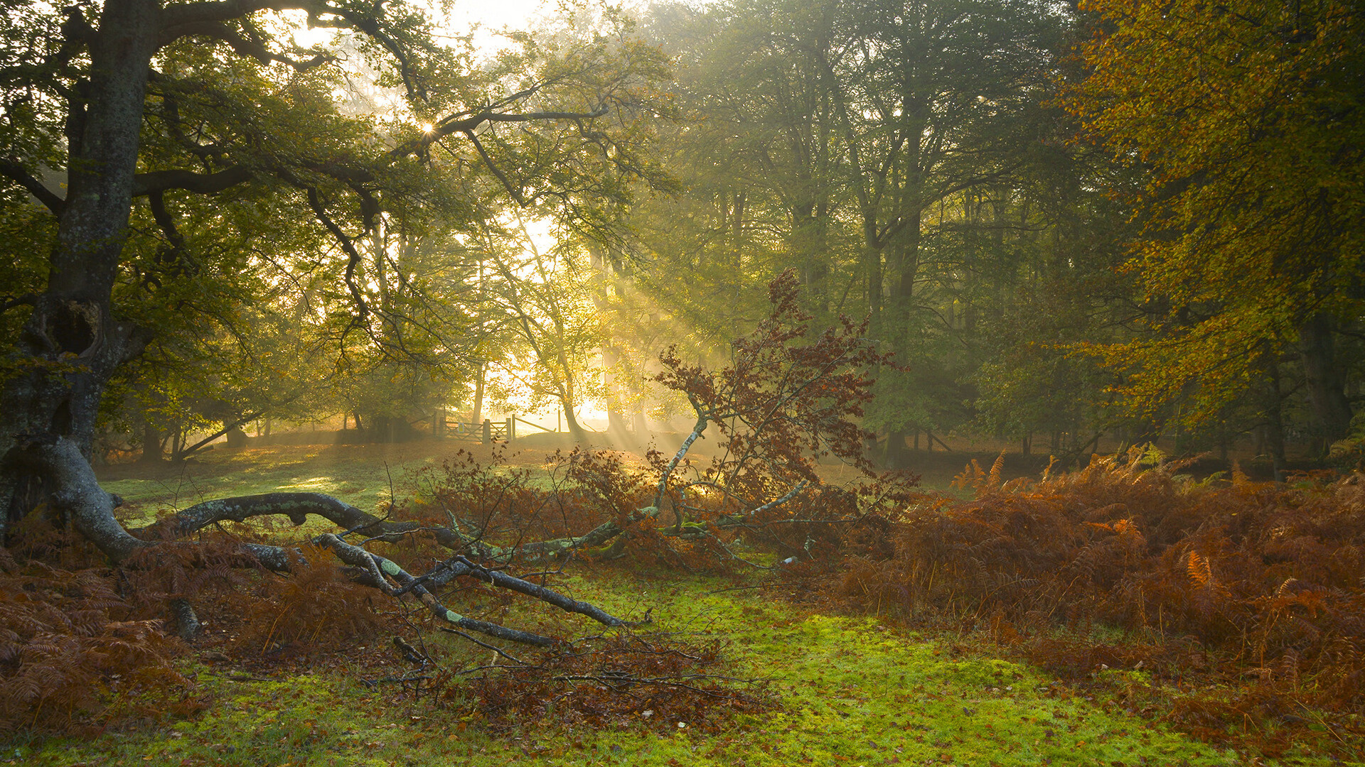 德布劳内赛后评分拉满！美加墨世界杯之夜，他让大师的定义再次刷新